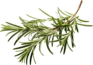 Rosemary-93x65